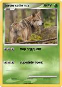 border collie