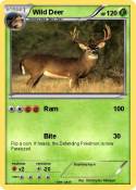 Wild Deer