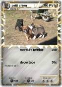 petit chien