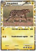king guépard