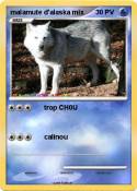 malamute d'alas
