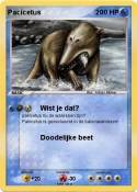 Pacicetus
