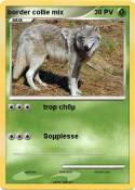 border collie