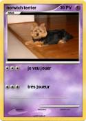 norwich terrier