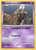 irish wolfhound