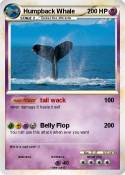 Humpback Whale