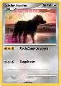 brachet tyrolie