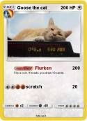 Goose the cat