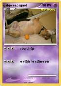 galgo espagnol