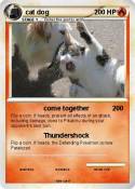 cat dog