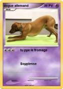 dogue allemand