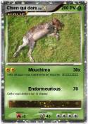 Chien qui dors