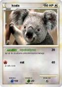 koala