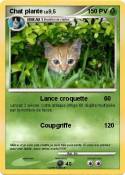 Chat plante