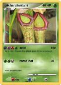 pitcher plant