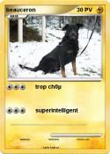 beauceron