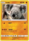 koala