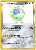 cell wall