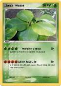 plante vivace
