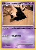 chien qui