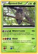 Spotted Owl