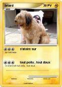 briard