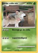 border collie