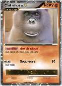 Chat singe