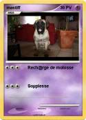 mastiff