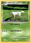 border collie