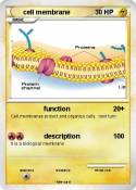 cell membrane