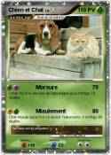 Chien et Chat