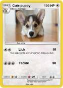 Cute puppy