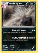 Guinie pig joe