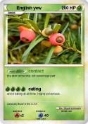 English yew