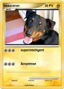 beauceron