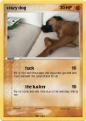 crazy dog