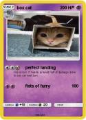 box cat