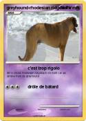 greyhound-rhodesian