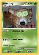 welsh corgi