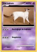 chat balinais