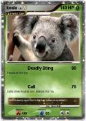 koala
