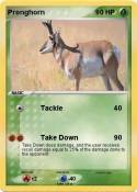 Pronghorn