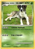 bernese mixte (