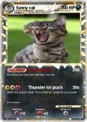 funny cat
