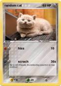 random cat