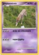 greyhound mix