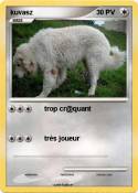 kuvasz