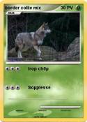 border collie