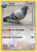 pigeon